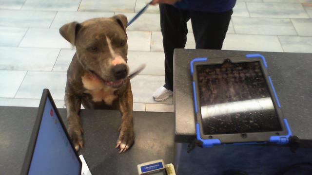 Shelter Stray Female Dog last seen HUNTERSVILLE, 8315 Byrum Dr, Charlotte, NC 28217, USA
