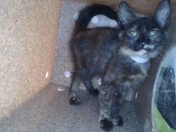 Shelter Stray Female Cat last seen , 4275 Elton St, Baldwin Park, CA 91706, USA