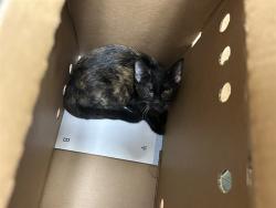 Shelter Stray Female Cat last seen CRESTRIDGE RD/WINDING WAY,95628, 3839 Bradshaw Rd, Sacramento, CA 95827, USA
