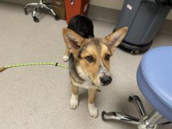 Shelter Stray Male Dog last seen BICKFORD RANCH RD & TRILOGY, 11232 B Ave, Auburn, CA 95603, USA