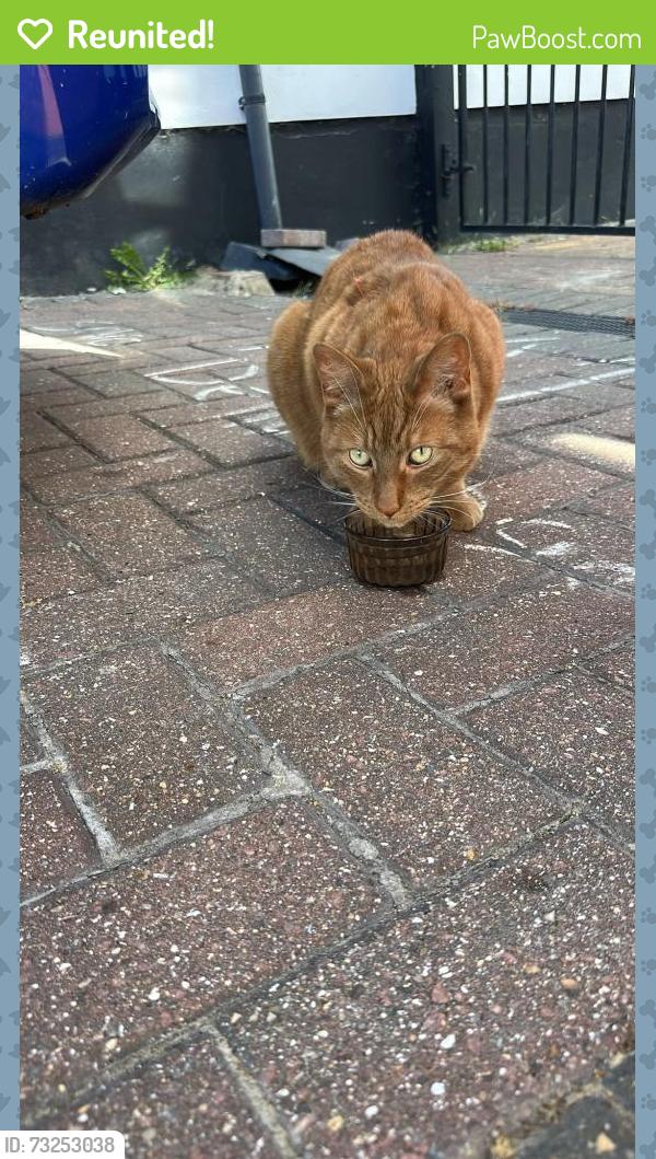 Reunited Male Cat last seen Number 17, outside hse, Greater London, England HA0 3SB