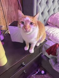 Lost Male Cat last seen Miller and Roosevelt, Scottsdale, AZ 85257