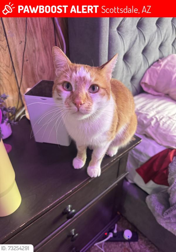 Lost Male Cat last seen Miller and Roosevelt, Scottsdale, AZ 85257