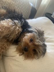Lost Female Dog last seen Edna st pico rivera, Pico Rivera, CA 90660