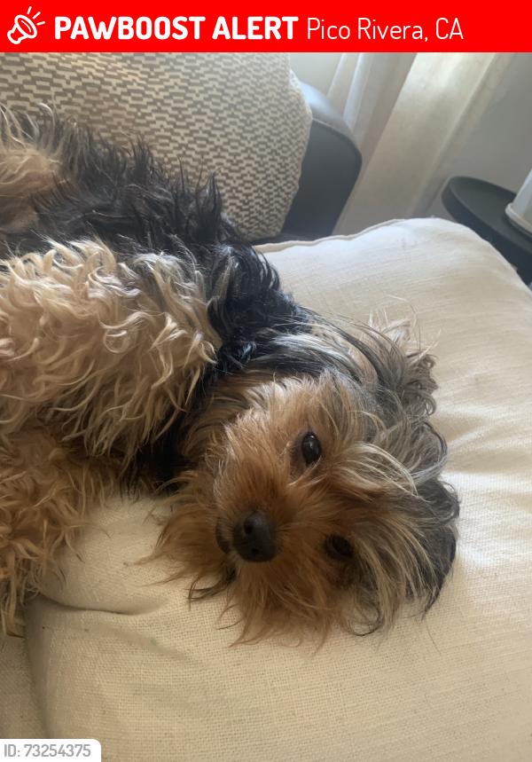Lost Female Dog last seen Edna st pico rivera, Pico Rivera, CA 90660