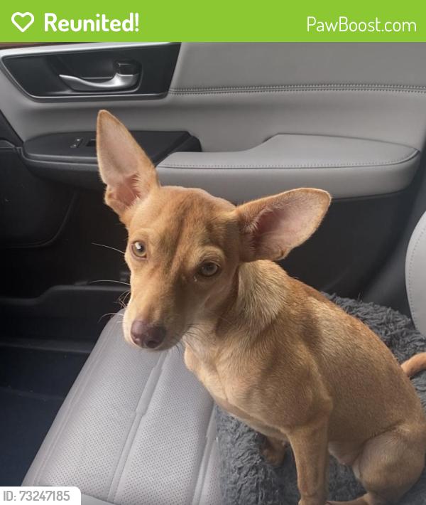 Reunited Female Dog last seen Crested Hill Lane, Cypress, TX 77433