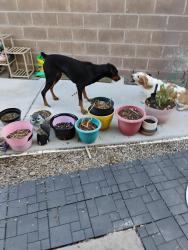 Found/Stray Female Dog last seen Sunset/mountain vista, Henderson, NV 89014