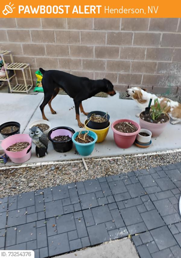 Found/Stray Female Dog last seen Sunset/mountain vista, Henderson, NV 89014