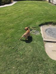 Found/Stray Male Dog last seen Olympia and hanover circle, Bakersfield, CA 93309
