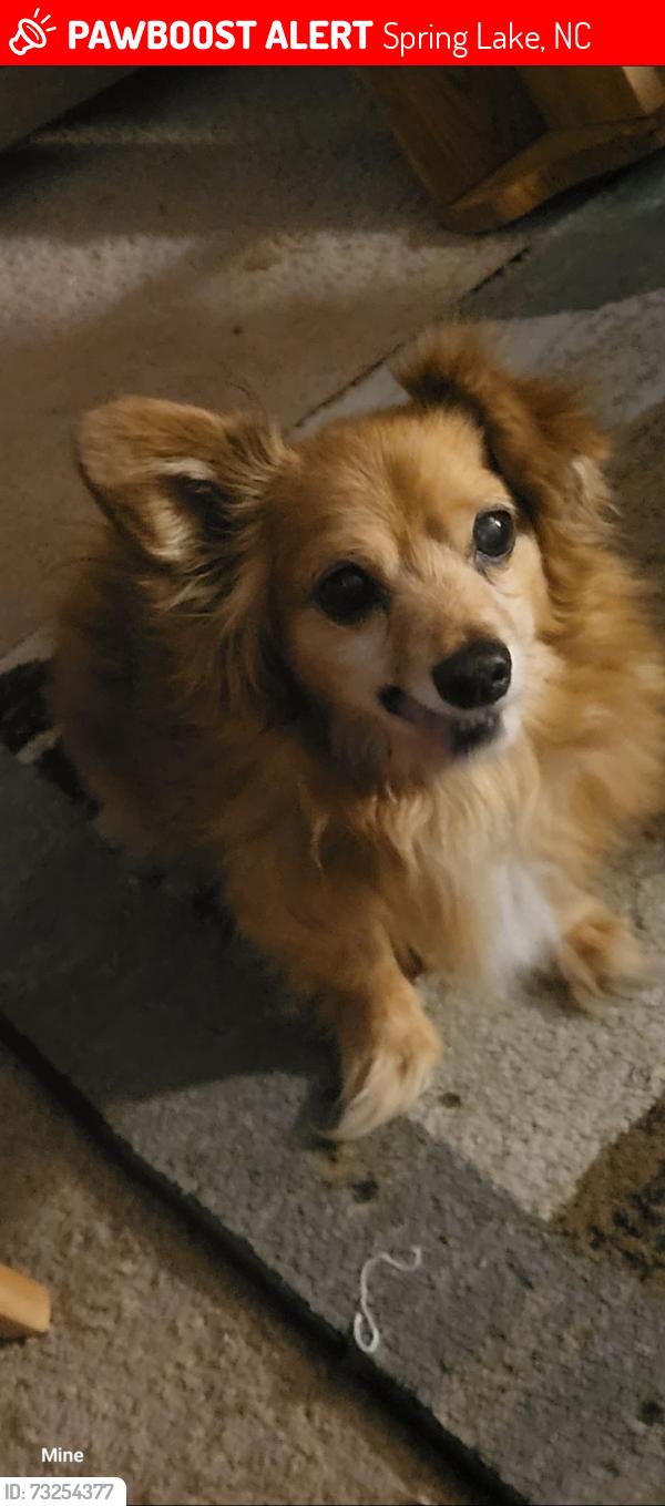 Lost Male Dog last seen East Brinkley Dr, Spring Lake, NC 28390