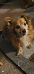 Lost Male Dog last seen East Brinkley Dr, Spring Lake, NC 28390