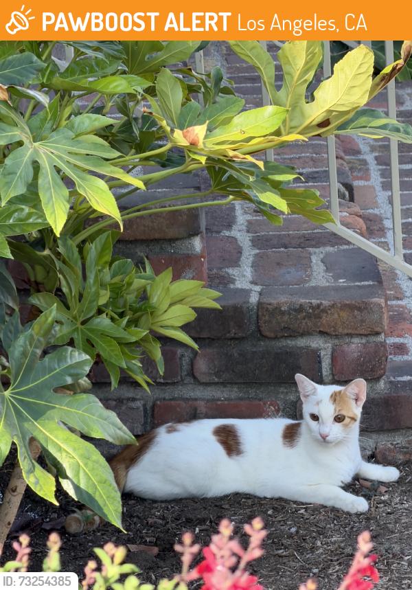 Found/Stray Unknown Cat last seen Jones Ave / Abner St / valley blvd, Los Angeles, CA 90032