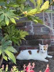 Found/Stray Unknown Cat last seen Jones Ave / Abner St / valley blvd, Los Angeles, CA 90032