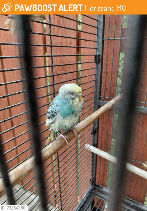 Found/Stray Unknown Bird last seen Chapel View and Rancho, Florissant, MO 63031