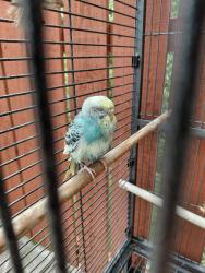 Found/Stray Unknown Bird last seen Chapel View and Rancho, Florissant, MO 63031