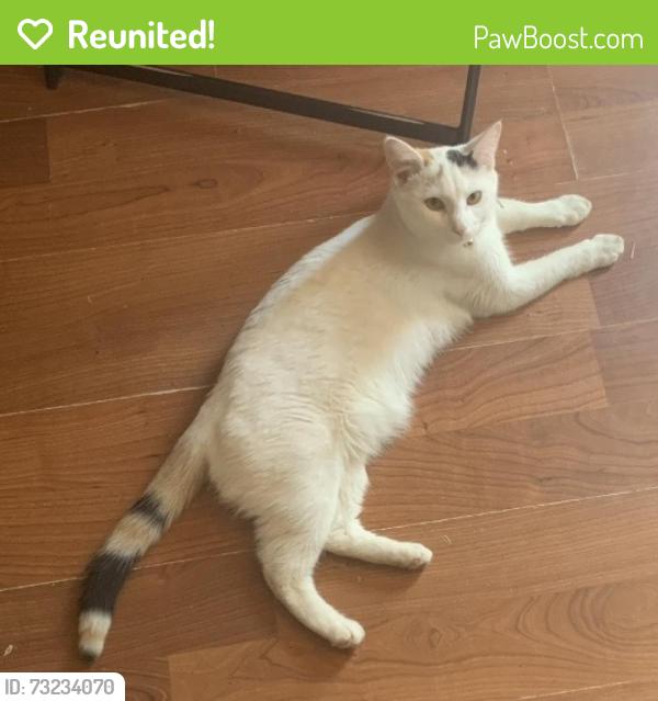 Reunited Female Cat last seen 8th Avenue Lowell, Lowell, MA 01854