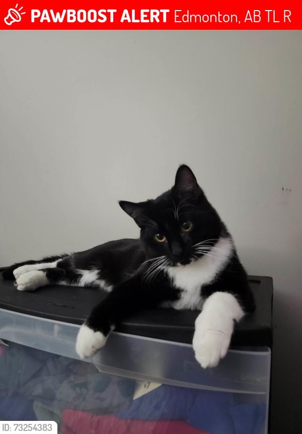 Lost Male Cat last seen Near Avenue and 42 Street, Edmonton, AB T6L 2R8