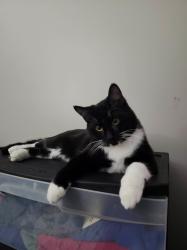 Lost Male Cat last seen Near Avenue and 42 Street, Edmonton, AB T6L 2R8