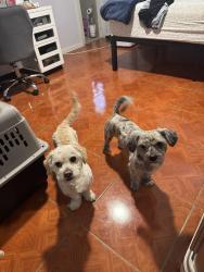 Reunited Male Dog last seen bayland park, Houston, TX 77074
