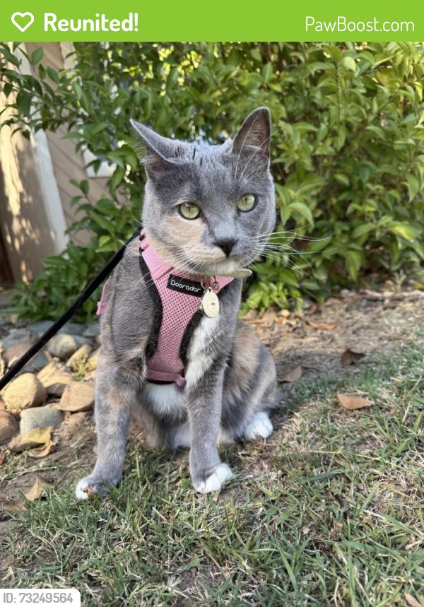 Reunited Female Cat last seen S Lincoln Ave / S mollison ave, El Cajon, CA 92021