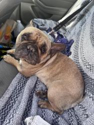 Found/Stray Unknown Dog last seen Cerezo and Cahuenga, Victorville, CA 92392