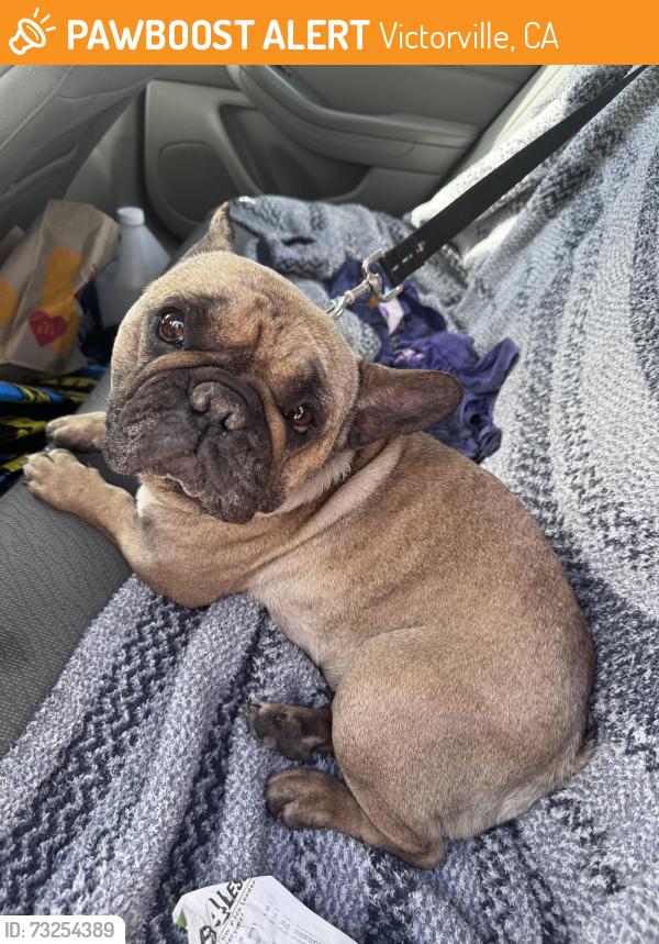 Found/Stray Unknown Dog last seen Cerezo and Cahuenga, Victorville, CA 92392