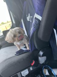 Found/Stray Female Dog last seen Interstate I40, Burlington, NC 27216