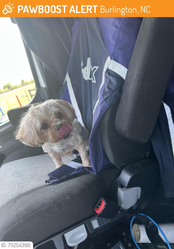 Found/Stray Female Dog last seen Interstate I40, Burlington, NC 27216
