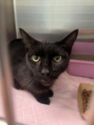 Shelter Stray Female Cat last seen Near Blk of Williams, District 2 - West Cleburne,, 2375 Service Dr, Cleburne, TX 76033, USA