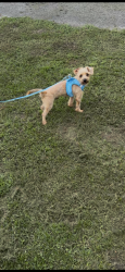 Lost Male Dog last seen Near brett drive, Hinesville, GA 31313