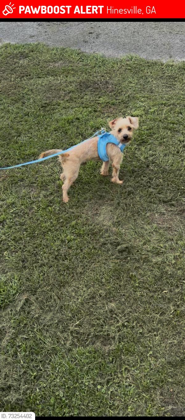 Lost Male Dog last seen Near brett drive, Hinesville, GA 31313