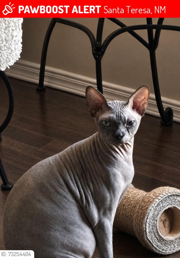Lost Male Cat last seen Willet, Santa Teresa, NM 88008