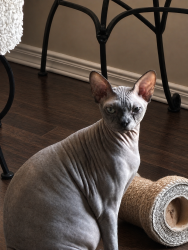 Lost Male Cat last seen Willet, Santa Teresa, NM 88008