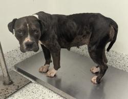 Shelter Stray Female Dog last seen Near Wilkes Circle, Atlanta, GA, 1251 Fulton Industrial Blvd NW, Atlanta, GA 30336, USA
