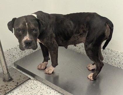 Shelter Stray Female Dog last seen Near Wilkes Circle, Atlanta, GA, 1251 Fulton Industrial Blvd NW, Atlanta, GA 30336, USA