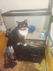 Lost Female Cat last seen Old Lowry, Red Springs, NC 28377