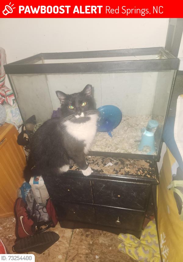 Lost Female Cat last seen Old Lowry, Red Springs, NC 28377