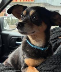 Shelter Stray Unknown Dog last seen 5 Miles east of of the Summit of Blewitt Pass, A2 Chelan County - Out of UGA, WA, 1474 S Wenatchee Ave, Wenatchee, WA 98801, USA