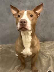 Shelter Stray Male Dog last seen Near Gatewood Dr, Desoto, TX, 1150 E Pleasant Run Rd, Cedar Hill, TX 75104, USA