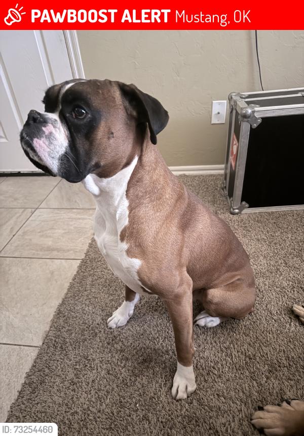 Lost Male Dog last seen Mustang road and sw 24th. Canyon Creek Neighborhood, Mustang, OK 73064