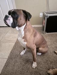 Lost Male Dog last seen Mustang road and sw 24th. Canyon Creek Neighborhood, Mustang, OK 73064