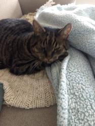 Lost Male Cat last seen Mountain and shields, Fort Collins, CO 80521