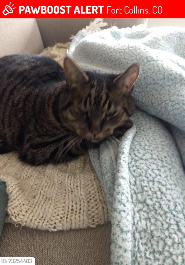Lost Male Cat last seen Mountain and shields, Fort Collins, CO 80521