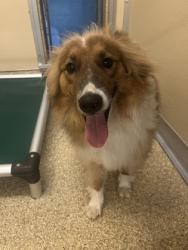 Shelter Stray Female Dog last seen Near Ross Hanover Rd, Hamilton, OH, 1820 Princeton Rd, Hamilton, OH 45011, USA