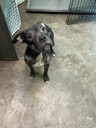 Shelter Stray Female Dog last seen Stoney Point Rd, Lauderdale County, AL, 3240 Roberson Rd, Florence, AL 35630, USA