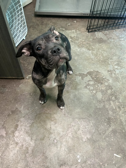 Shelter Stray Female Dog last seen Stoney Point Rd, Lauderdale County, AL, 3240 Roberson Rd, Florence, AL 35630, USA