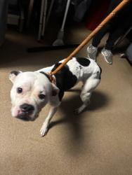 Shelter Stray Female Dog last seen Near Drayton Woods Drive D Tucker, 30084, 30084, GA, 3280 Chamblee Dunwoody Rd, Chamblee, GA 30341, USA
