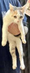 Shelter Stray Female Cat last seen Near Covington Hwy, Decatur, GA 30035, 30035, GA, 3280 Chamblee Dunwoody Rd, Chamblee, GA 30341, USA