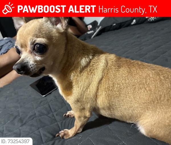 Lost Female Dog last seen Katy hockley cutoff rd/ Morton, Harris County, TX 77433