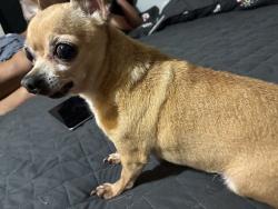 Lost Female Dog last seen Katy hockley cutoff rd/ Morton, Harris County, TX 77433